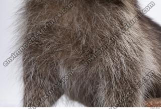 raccoon fur 0006